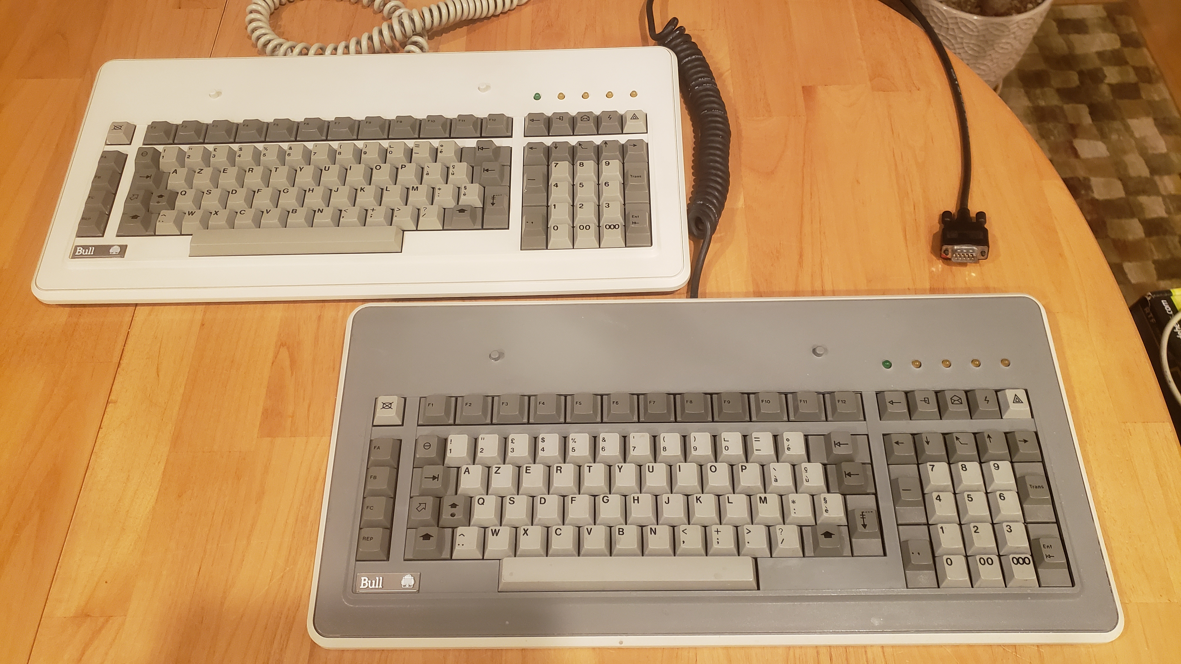 G80-0606 (Bull)