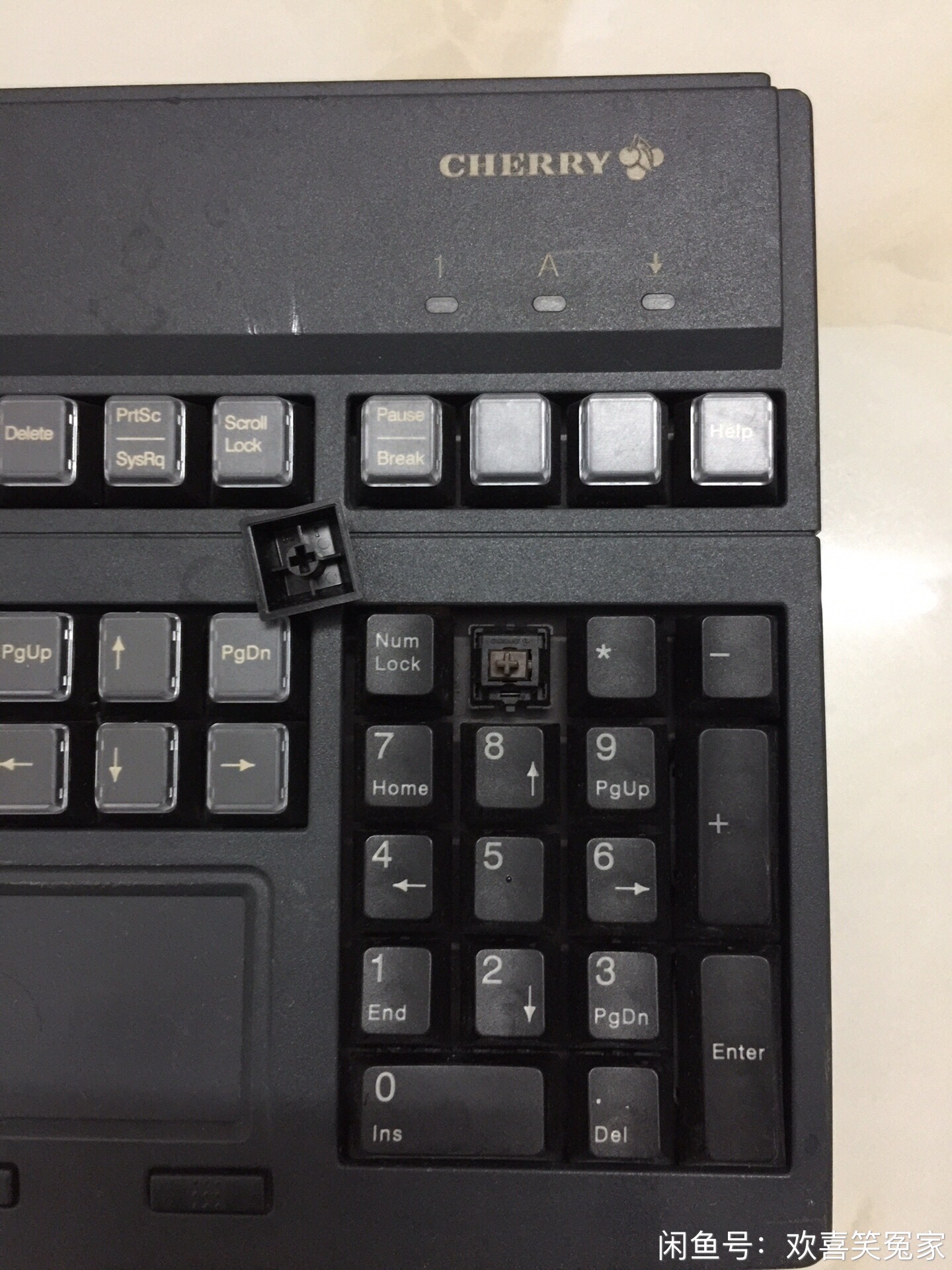 G80-8113 LUSUS